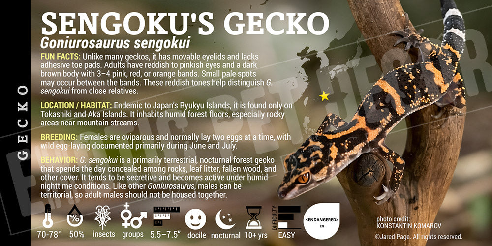 Goniurosaurus sengokui 'Sengoku's' Gecko label