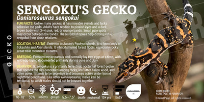 Goniurosaurus sengokui 'Sengoku's' Gecko label