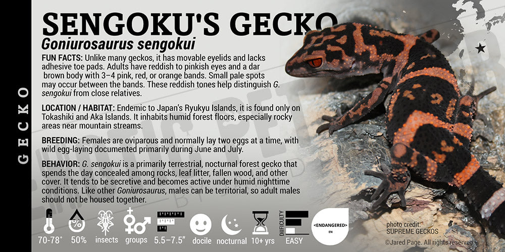 Goniurosaurus sengokui 'Sengoku's' Gecko label
