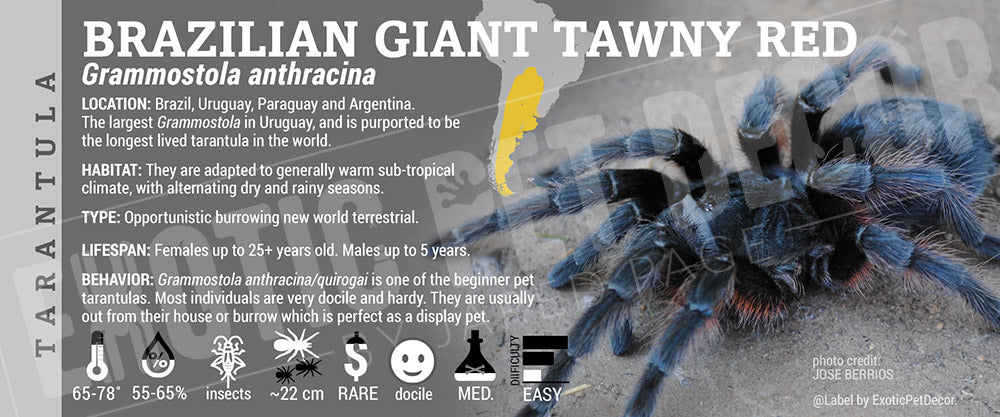 Grammostola anthracina 'Brazilian Giant Tawny Red' Tarantula