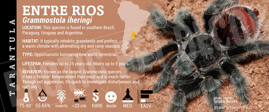 Grammostola iheringi 'Entre Rios' Tarantula label