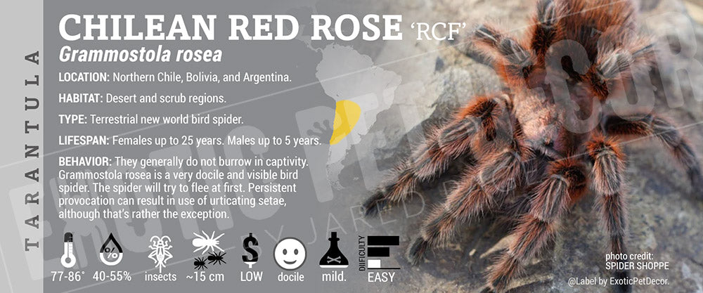 Grammostola rosea 'Chilean Rose' Tarantula