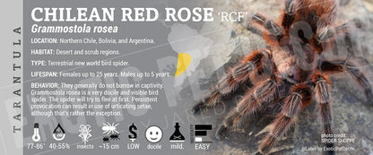 Grammostola rosea 'Chilean Rose' Tarantula