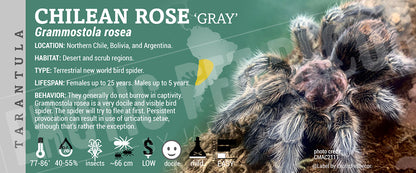 Grammostola rosea 'Chilean Rose' Tarantula