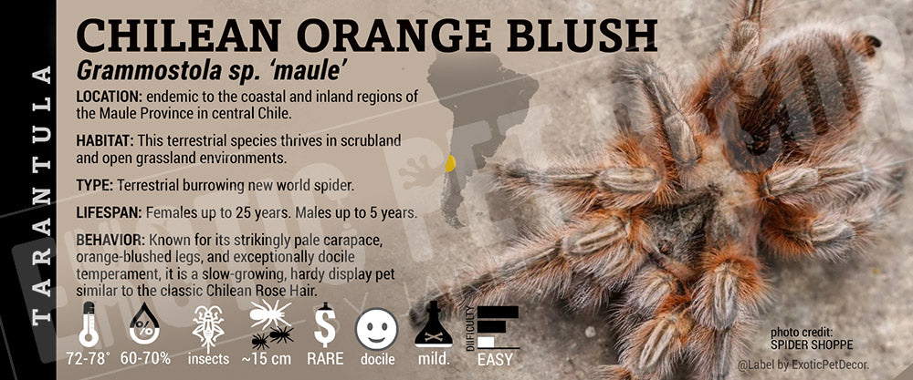 Grammostola sp. 'maule' 'Chilean Orange Blush' Tarantula label
