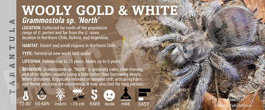Grammostola sp. 'north' 'Chilean Wooly Gold & White' Tarantula label