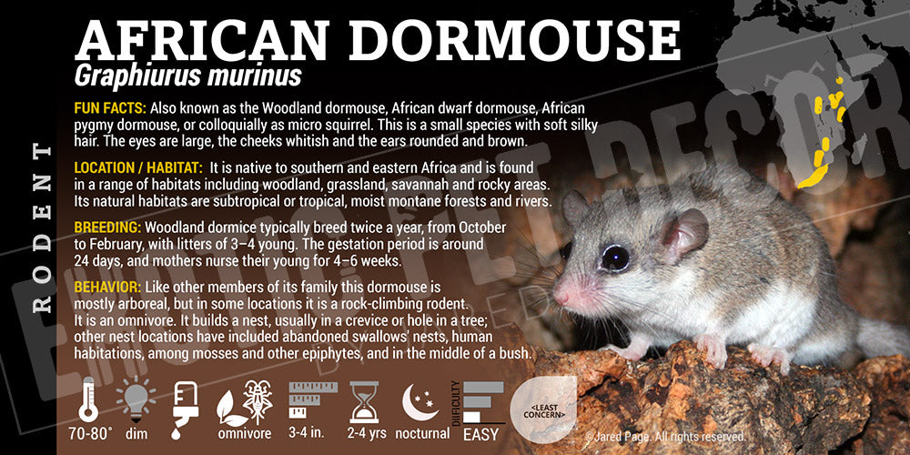 Graphiurus murinus 'African Pygmy Dormouse'