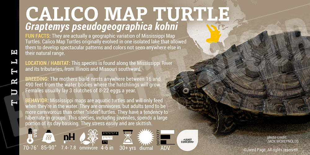 Graptemys pseudogeographica kohni 'Mississippi Map' Turtle