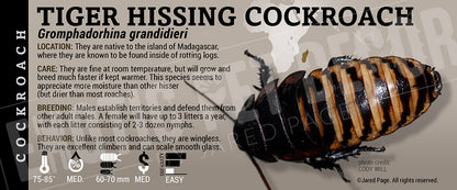 Gromphadorhina grandidieri 'Tiger Hissing' Roach