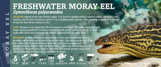Gymnothorax polyuranodon 'Freshwater Moray Eel' label