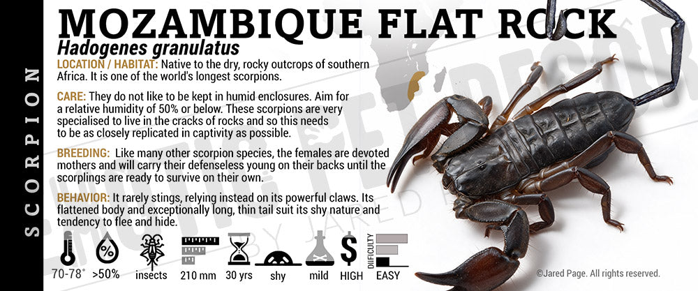 Hadogenes granulatus 'Mozambique  Flat Rock' Scorpion label