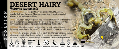 Hadrurus arizonensis 'Giant Desert Hair' Scorpion