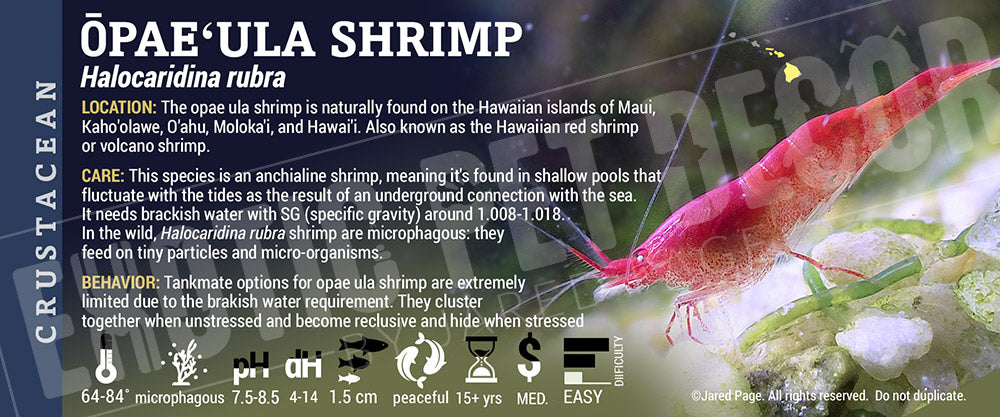 Halocaridina rubra 'Opae ula' Shrimp label