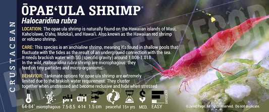 Halocaridina rubra 'Opae ula' Shrimp label