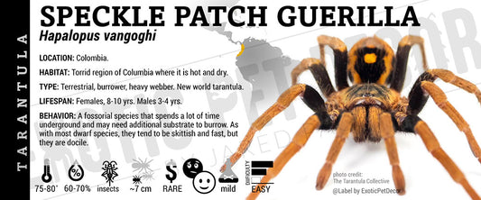 Hapalopus vangoghi 'Speckle Patch Guerilla' Tarantula