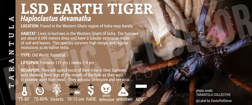 Haploclastus devamatha 'LSD Earth Tiger' Tarantula label