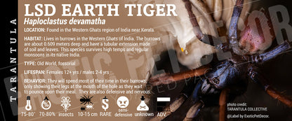 Haploclastus devamatha 'LSD Earth Tiger' Tarantula label