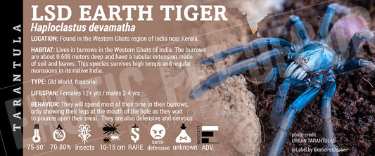 Haploclastus devamatha 'LSD Earth Tiger' Tarantula label