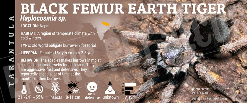 Haplocosmia sp.  'Nepalese Black Femur Earth Tiger' Tarantula label