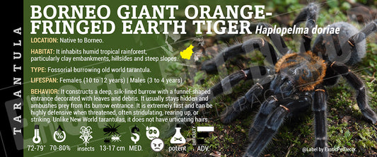 Haplopelma doriae 'Borneo Giant Orange-fringed Earth Tiger' Tarantula label
