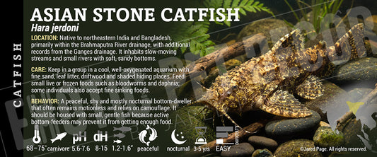 Hara jerdoni 'Asian Stone Catfish' Fish label