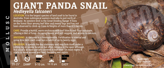 Hedleyella falconeri 'Giant Panda' Snail label