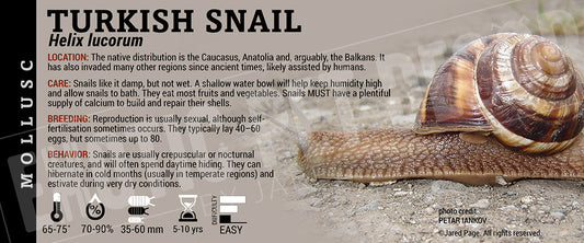 Helix lucorum 'Turkish' Snail label