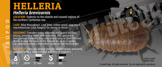 Helleria brevicornis isopod label