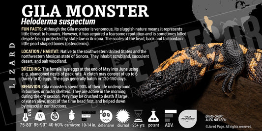 Heloderma suspectum 'Gila Monster' Lizard
