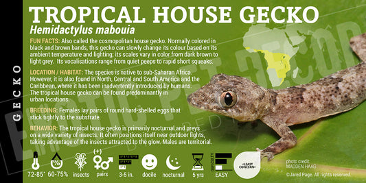 Hemidactylus mabouia 'Tropical House' Gecko label