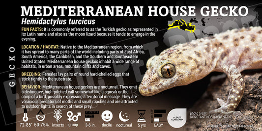 Hemidactylus turcicus 'Mediterranean House' Gecko label