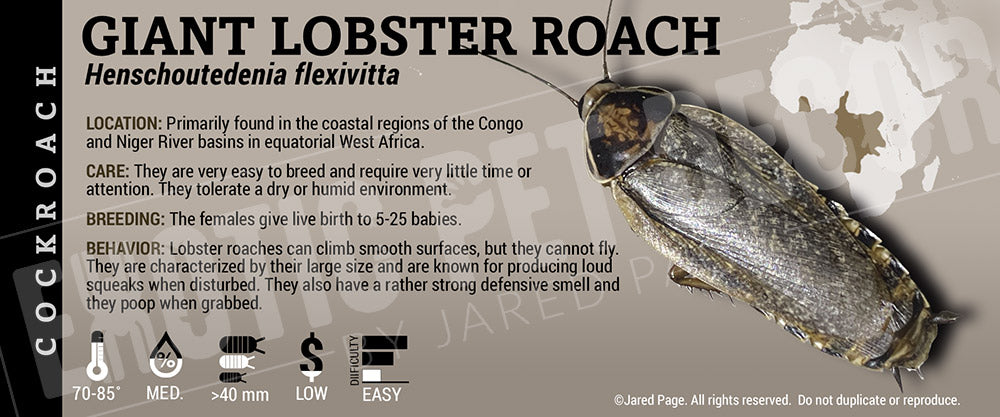 Henschoutedenia flexivitta 'Giant Lobster' Roach label