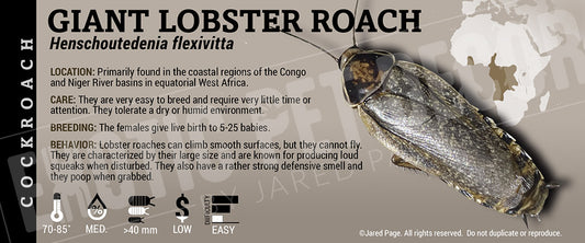 Henschoutedenia flexivitta 'Giant Lobster' Roach label