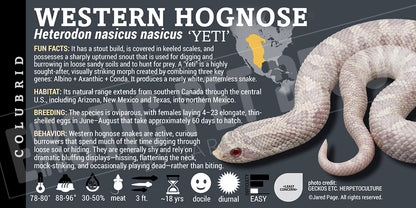 Heterodon nasicus nasicus 'Western Hognose' Snake