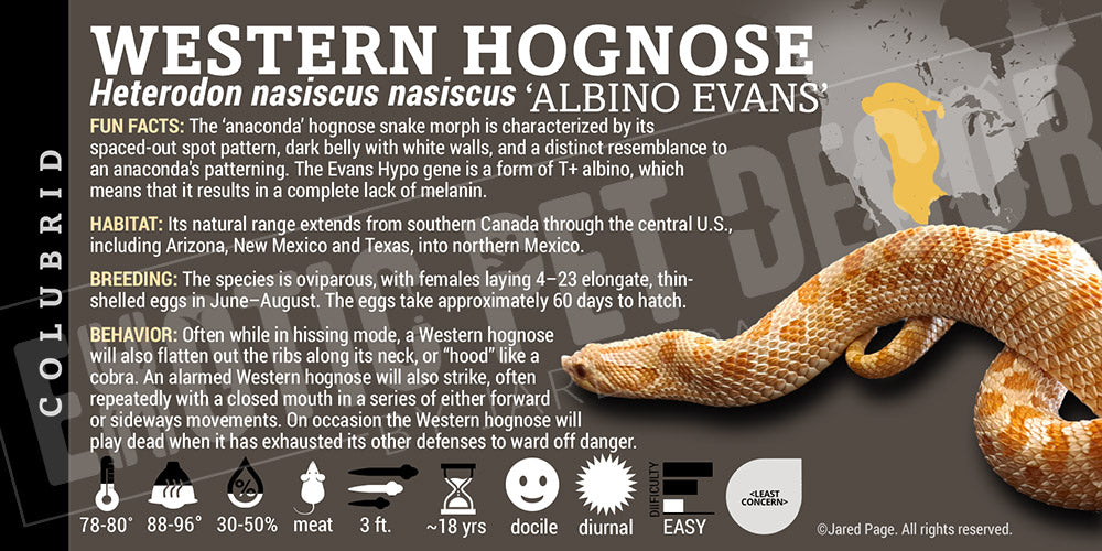 Heterodon nasiscus nasiscus 'Western Hognose' Snake