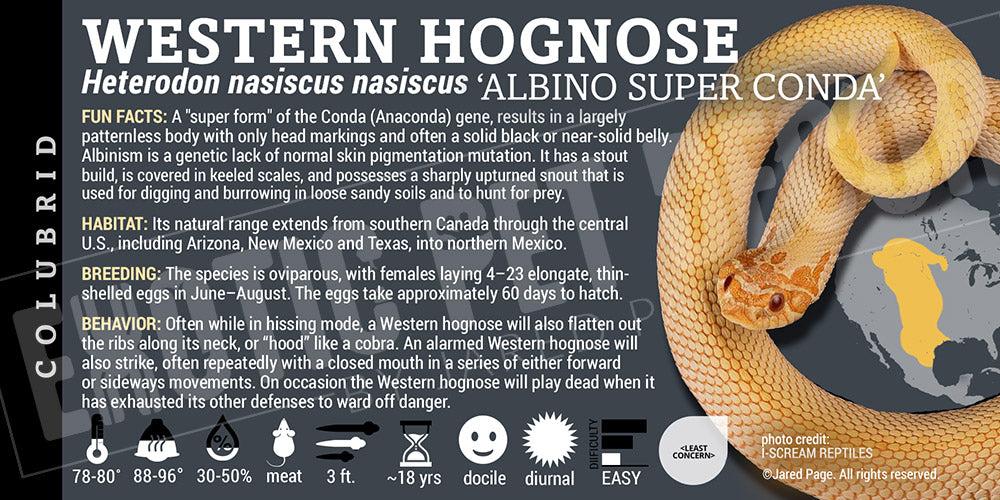 Heterodon nasiscus nasiscus 'Western Hognose' Snake