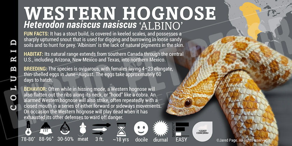 Heterodon nasiscus nasiscus 'Western Hognose' Snake