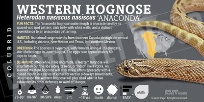 Heterodon nasiscus nasiscus 'Western Hognose' Snake