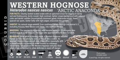 Heterodon nasicus nasicus 'Western Hognose' Snake