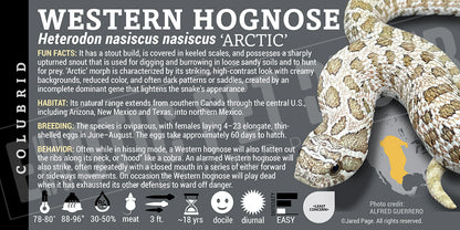 Heterodon nasiscus nasiscus 'Western Hognose' Snake