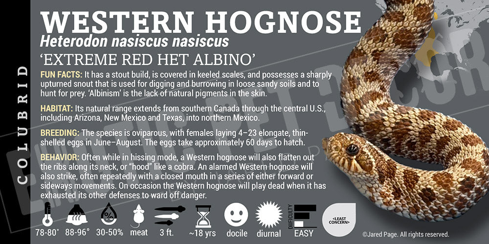 Heterodon nasiscus nasiscus 'Western Hognose' Snake