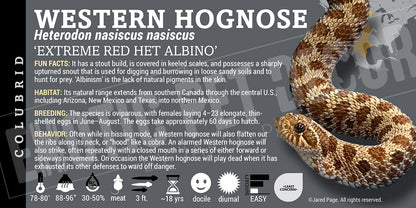 Heterodon nasiscus nasiscus 'Western Hognose' Snake