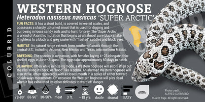 Heterodon nasiscus nasiscus 'Western Hognose' Snake
