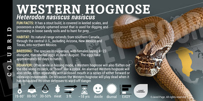 Heterodon nasiscus nasiscus 'Western Hognose' Snake