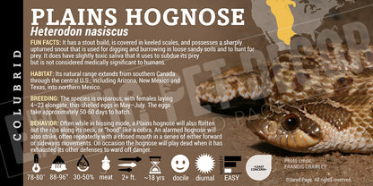 Heterodon nasiscus nasiscus 'Western Hognose' Snake