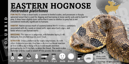 Heterodon platirhinos 'Eastern Hognose' Snake label