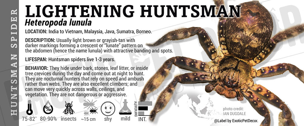 Heteropoda lunula 'Lightning Tropical Huntsman' Spider label