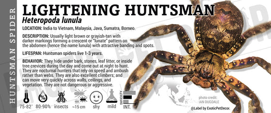 Heteropoda lunula 'Lightning Tropical Huntsman' Spider label