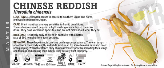 Hierodula chinensis 'Chinese Reddish' Mantis