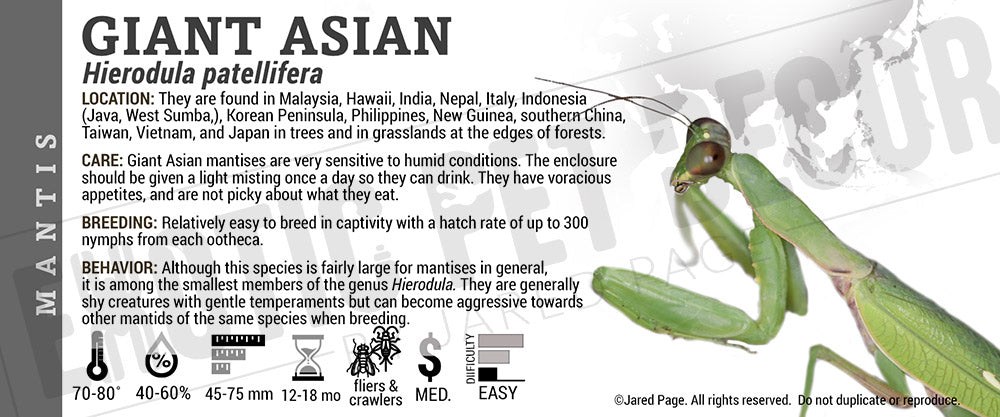 Hierodula patellifera 'Giant Asian' Mantis